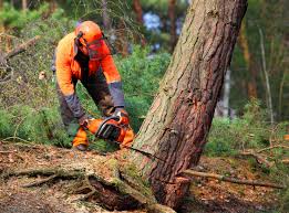 How Our Tree Care Process Works  in  Lakeport, CA