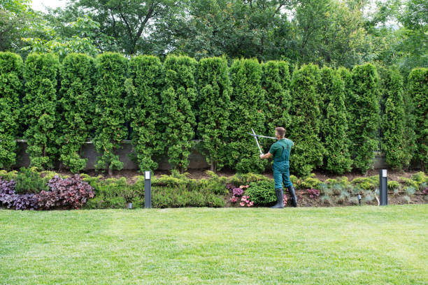 Best Tree and Shrub Care  in Lakeport, CA