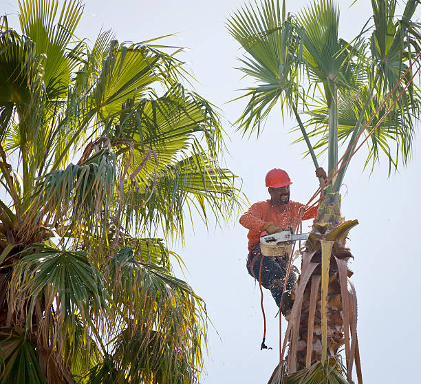 Best Tree Maintenance Programs  in Lakeport, CA