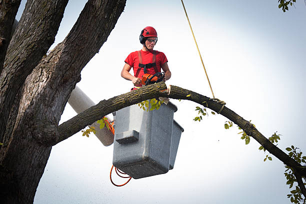 Best Tree Cabling and Bracing  in Lakeport, CA