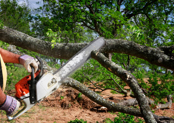 Best Lawn Grading and Leveling  in Lakeport, CA