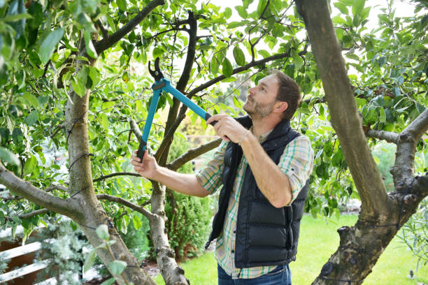 Professional Tree Services in Lakeport, CA